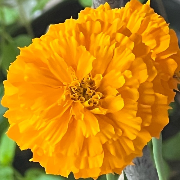 Meet your Posher,Eloise⛲🌻 - Picture 2 of 12